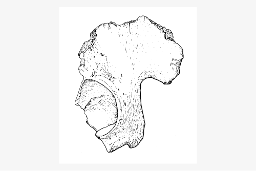 archaeological drawing of a bone artefact