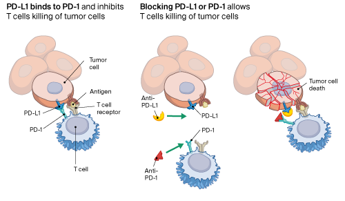 illustration showing immune checkpoint blockade in cancer