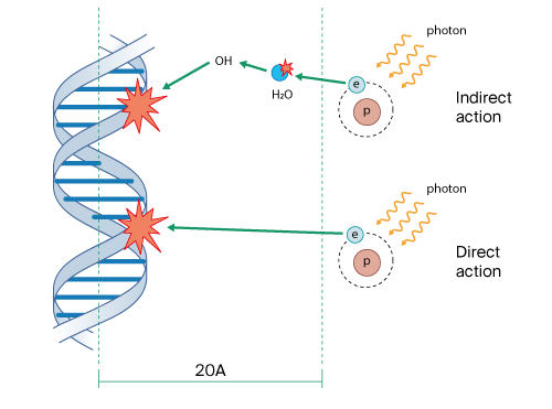 direct and indirect effects of ionizing radiation on DNA