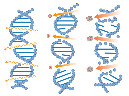 photon, proton and carbon ion radiation