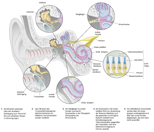 crossection with anatomy of the ear