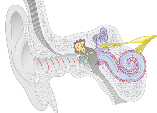 cross-section with anatomy of the ear
