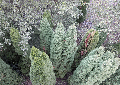 photography of plants from above