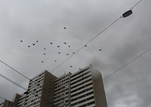 photography into the sky on a rainy day, showing the tip of a building and birds in the sky