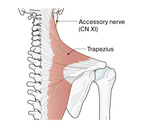 posterior shoulder anatomy with accessory nerve and trapezius muscle