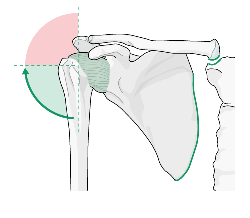 medical illustration of shoulder highlighting components of shoulder syndrome