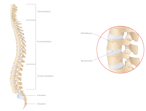 anatomy of spine and vertebra