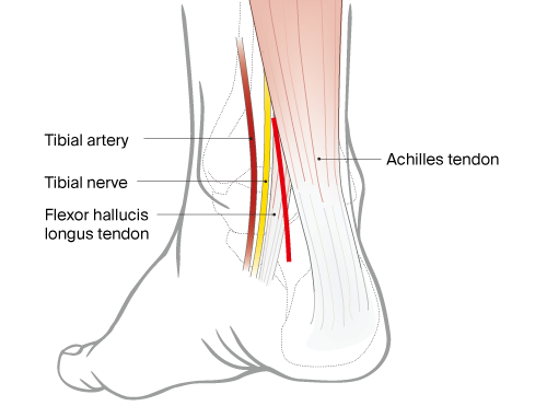 posterior view of heel with anatomy